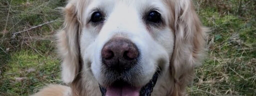 Aufnahme eines fröhlichen Hundes