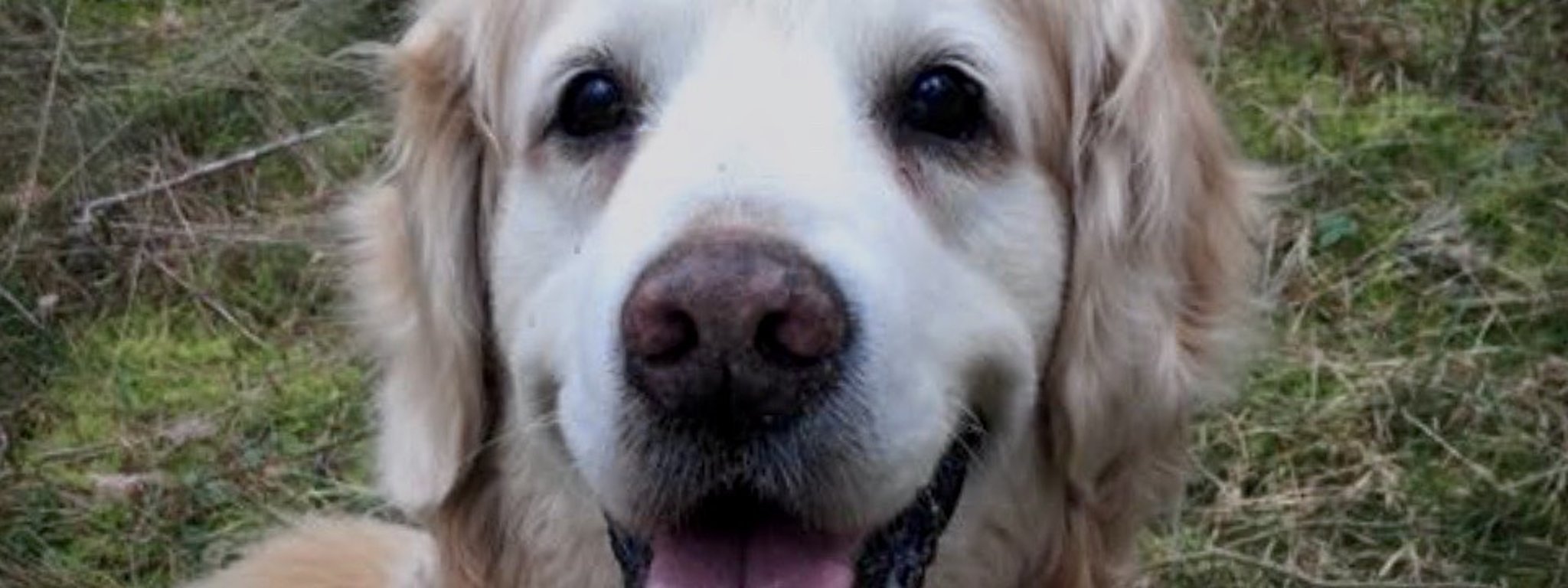 Aufnahme eines fröhlichen Hundes