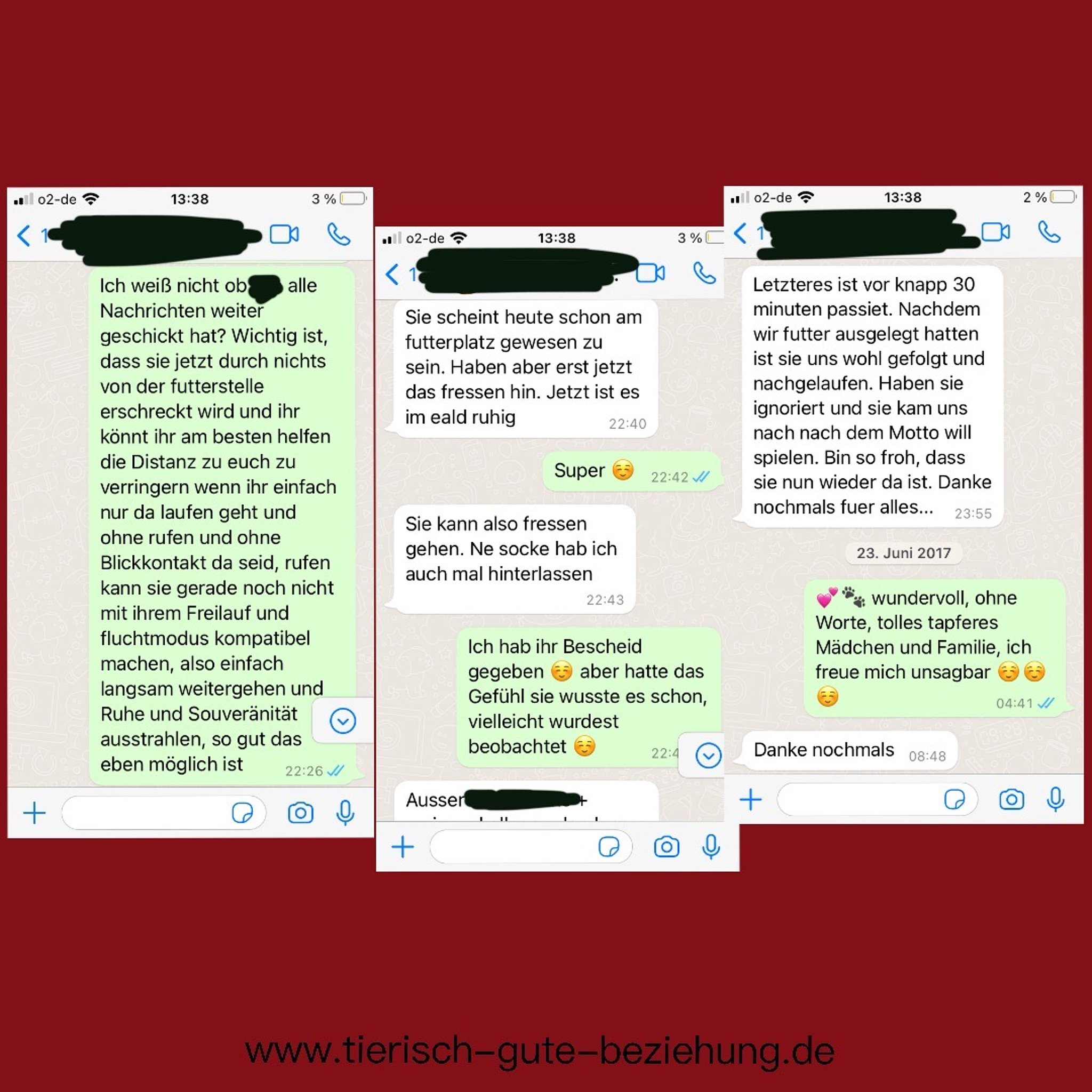 ine Kundin beschreibt die Fortschritte bei einem scheuen Tier, das nun die Distanz verringert, entspannt frisst und sogar wieder spielt