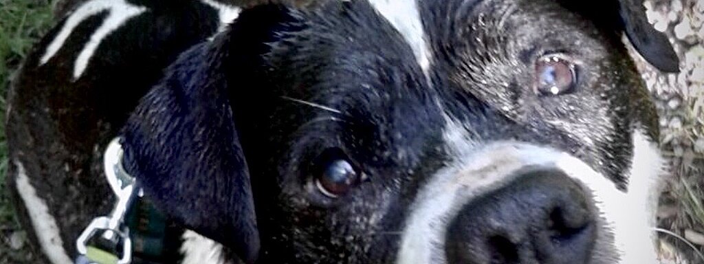 Eine ausdrucksstarke Nahaufnahme eines schwarz-weiß gefleckten Hundes