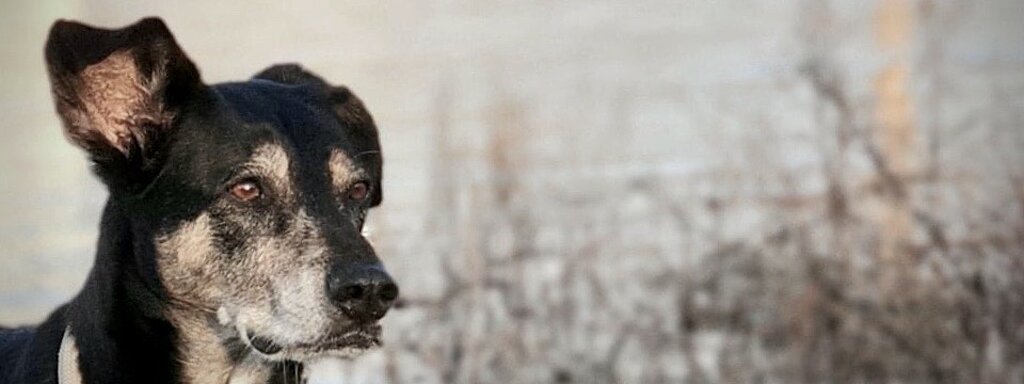 Bild von einem Hund mit Gebüsch im Hintergrund