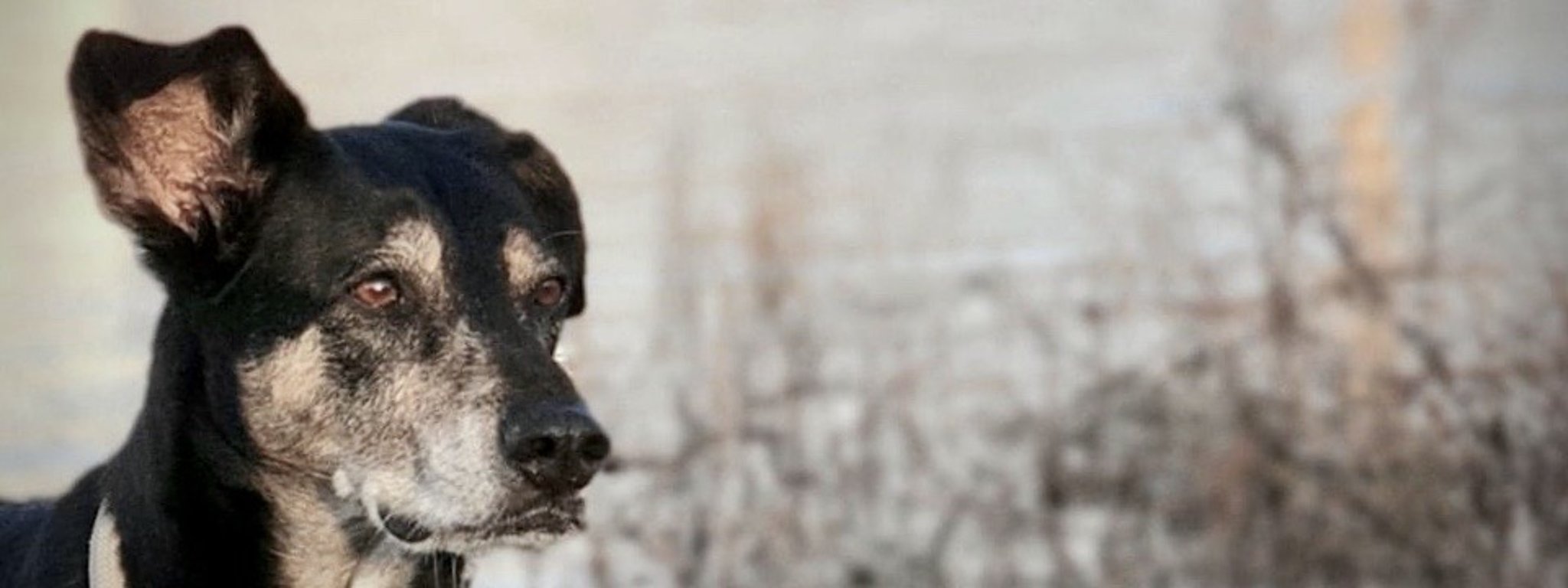 Bild von einem Hund mit Gebüsch im Hintergrund