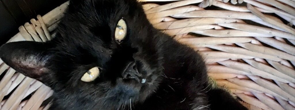 Aufnahme einer schwarzen Katze in einem Korb
