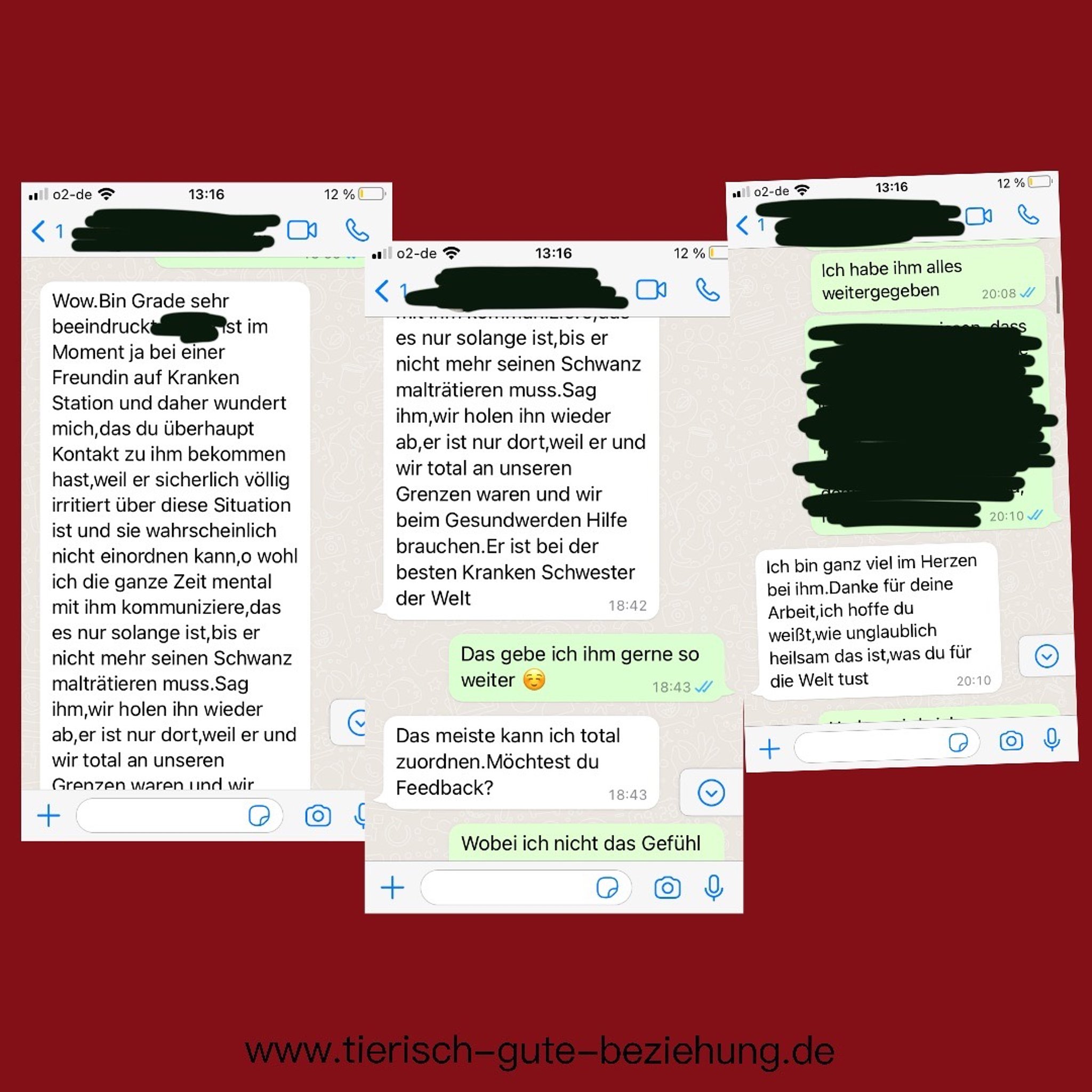 Screenshot einer Collage aus drei WhatsApp-Nachrichten. Eine Kundin berichtet erleichtert, dass ihr Tier nicht mehr vor Schmerzen schreien muss