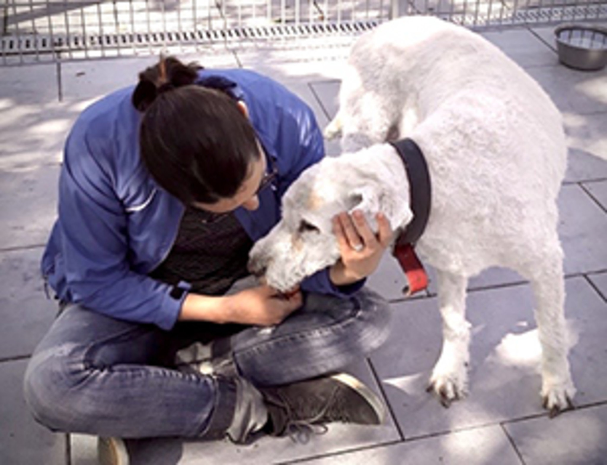 Eine Person im Schneidersitz hält den Kopf eines großen, hellen, lockigen Hundes sanft in beiden Händen
