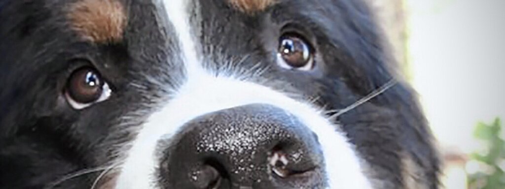 Nahaufnahme von der Nase und den Augen eines Hundes