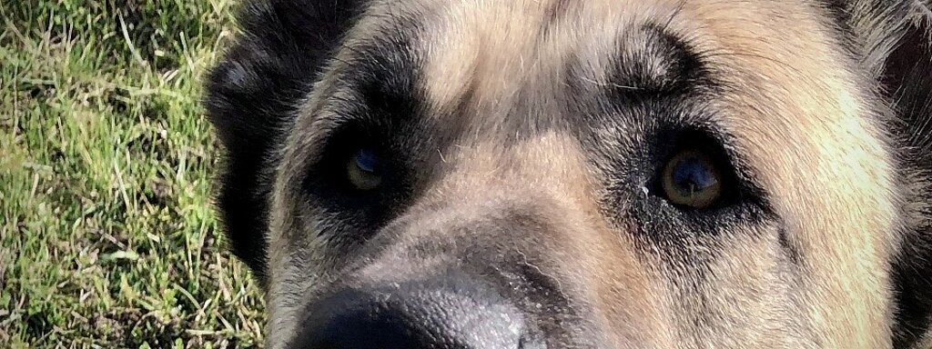 Nahaufnahme der Augen eines Hundes 