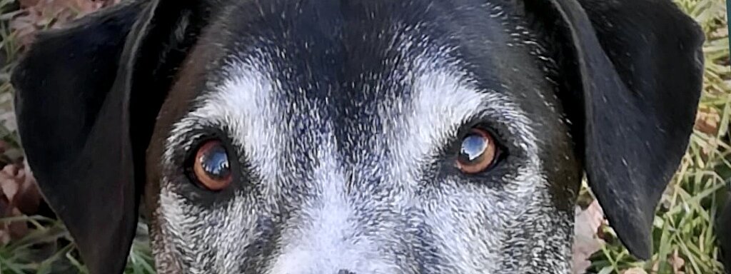 Nahaufnahme eines Hundes mit schwarz grauem Gesicht