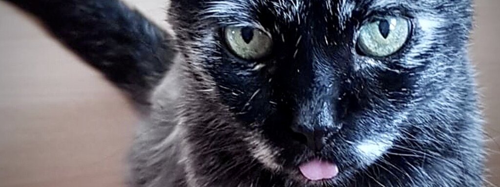 Aufnahme einer Schwarzen Katze 