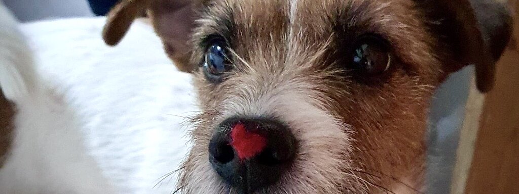 Aufnahme von dem Gesicht von einem kleinen Hund 