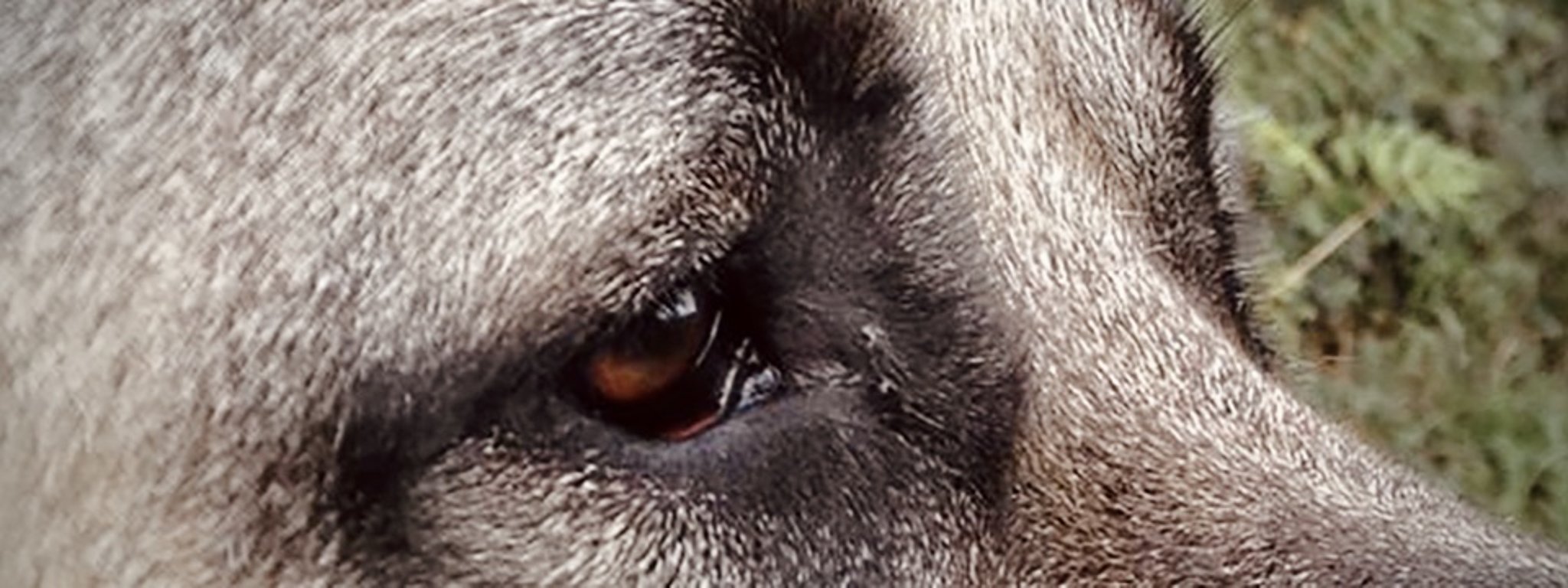 Nahaufnahme von den Augen eines Hundes mit grauem Fell