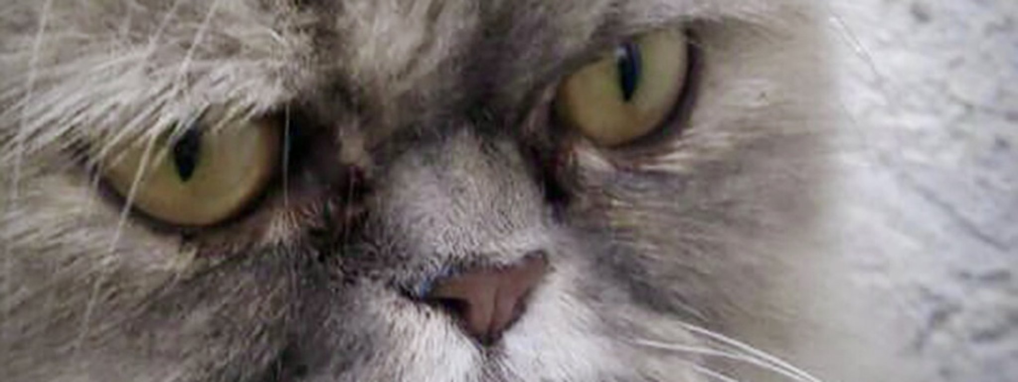 Bild von dem Gesicht einer Katze mit grauem Fell