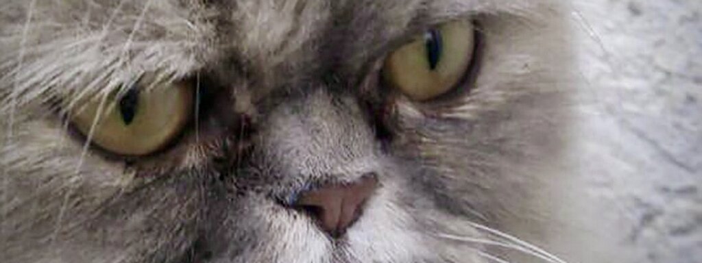 Bild von dem Gesicht einer Katze mit grauem Fell